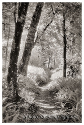 Through the Bush, Canterbury